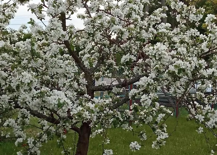 Happi Hippi * Kolonia Rybacka